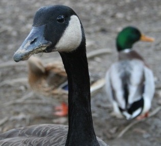 goose